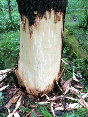 Common Bear Sign - Tree Bark Damage