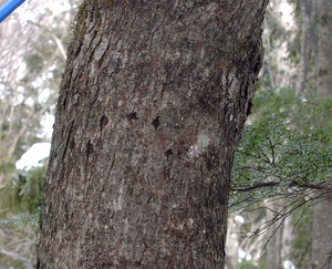 Common Bear Sign - Tree Scratches