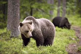 Asiatic Black Bear