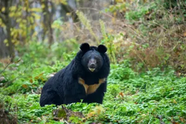 Brown Bear