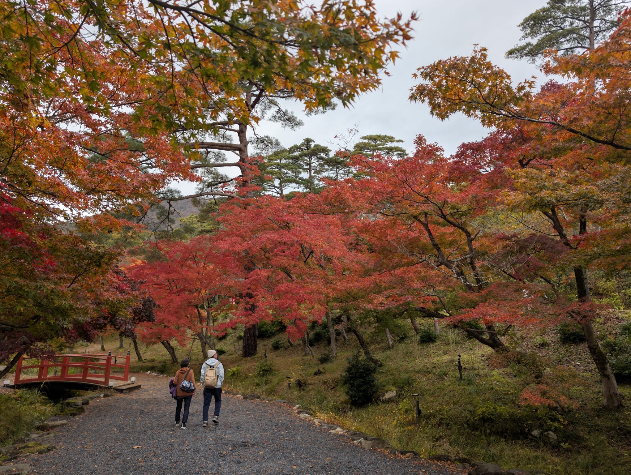 Autumn foliage with red bridge in Japan